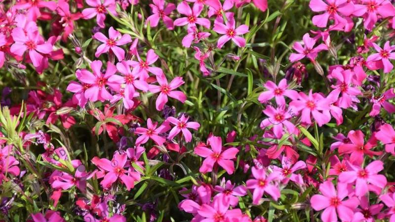 Plante : PHSUAT