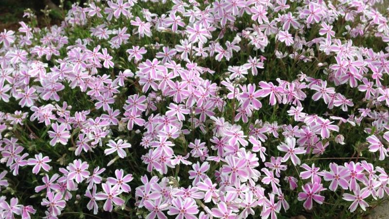 Plante : PHSUCAST