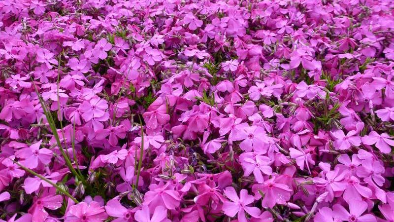Plante : PHSUMACU