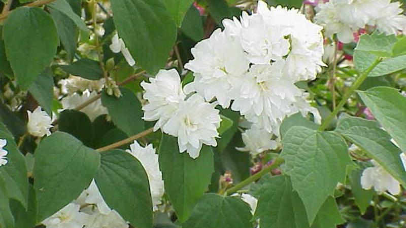 Plante : PHVI