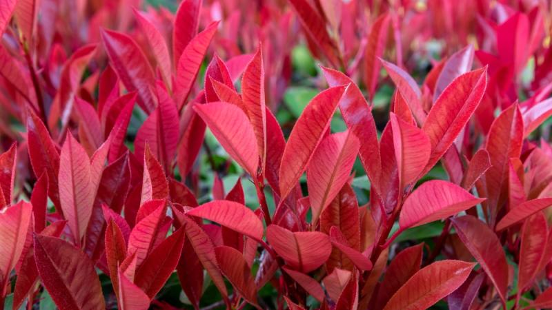 Plante : PHVRG
