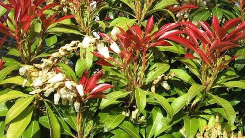 Plante : PIJAMOFI