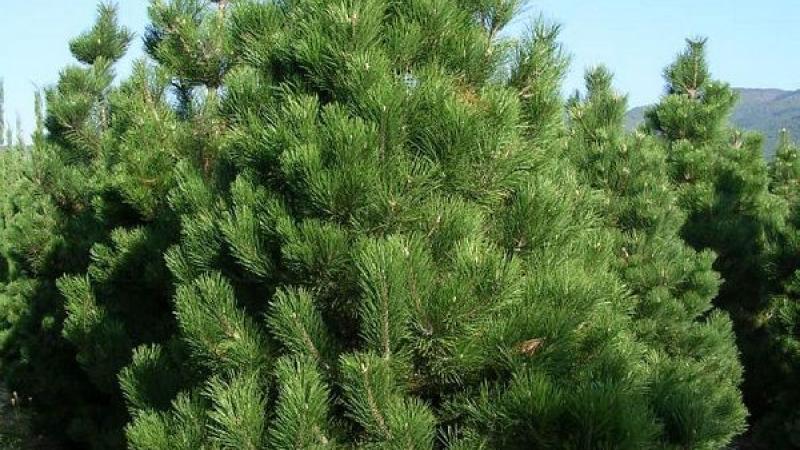 Plante : PINIAU