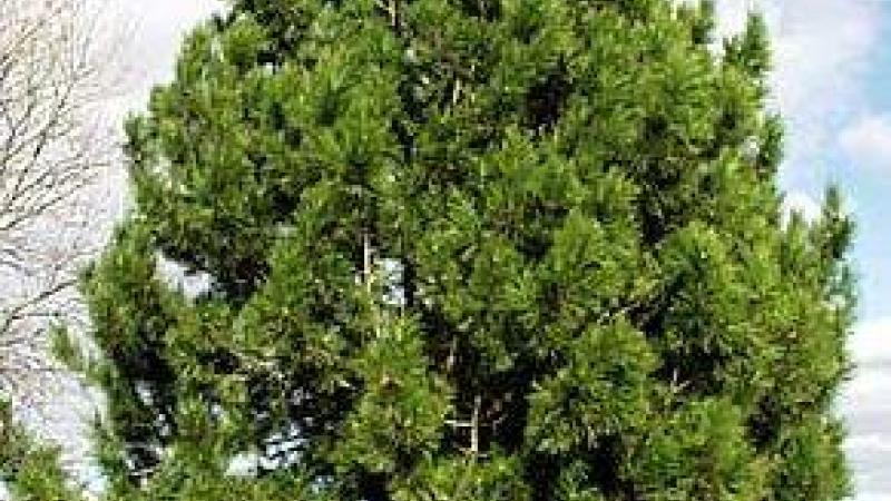 Plante : PININI