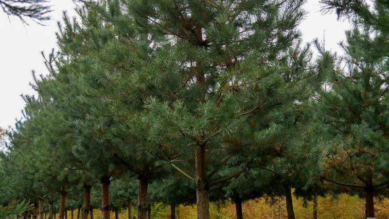 Plante : PISY