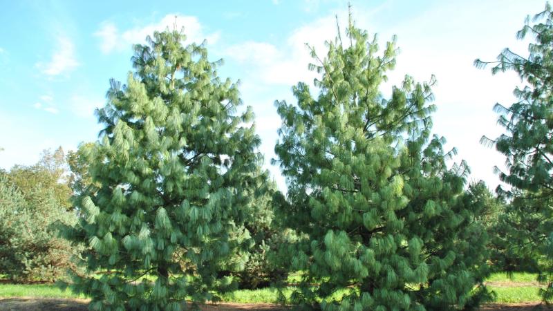 Plante : PIWAGR