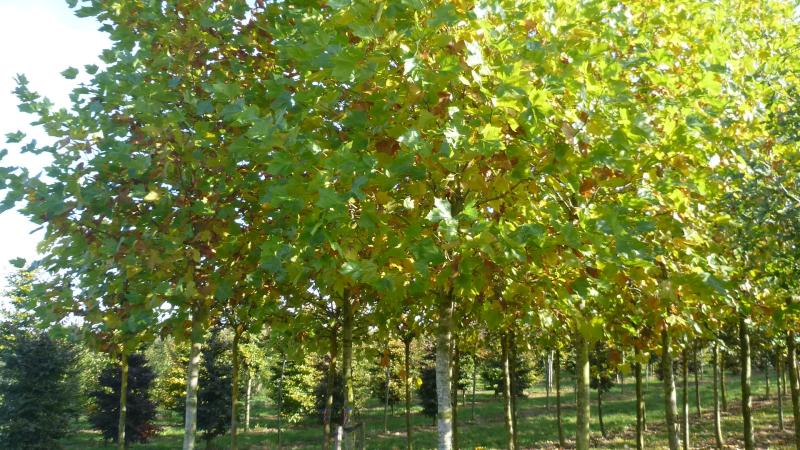 Plante : PLAC