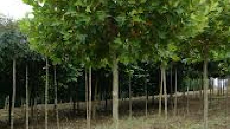 Plante : PLALGL