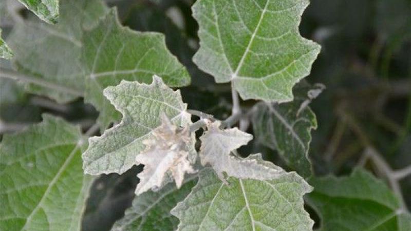 Plante : POALNI