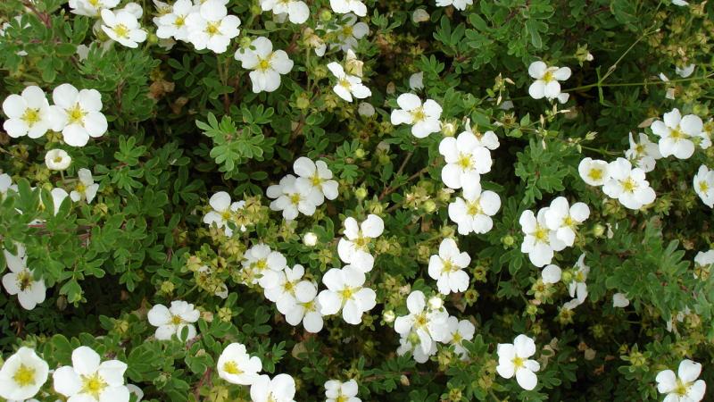 Plante : POFRAB