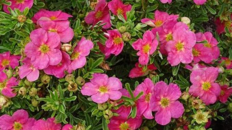 Plante : POFRBE