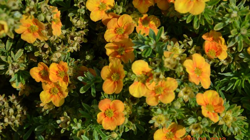 Plante : POFRMATA