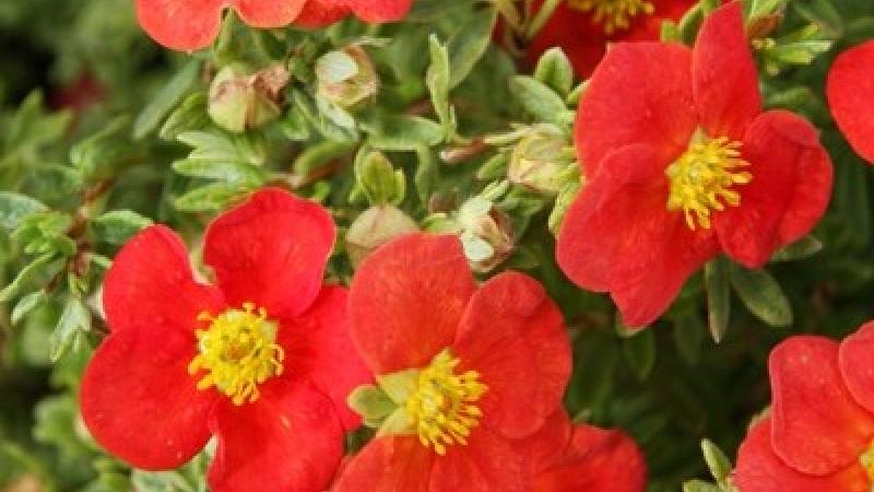 Plante : POFRREAC