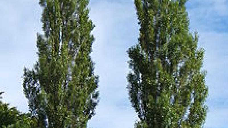 Plante : POITNIPF