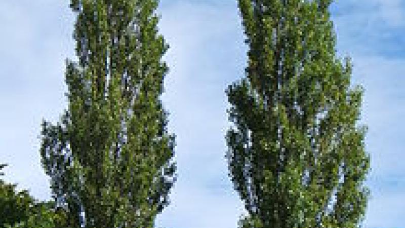 Plante : PONIITPF