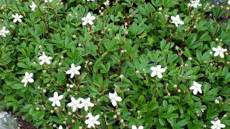 Plante : POTRNU