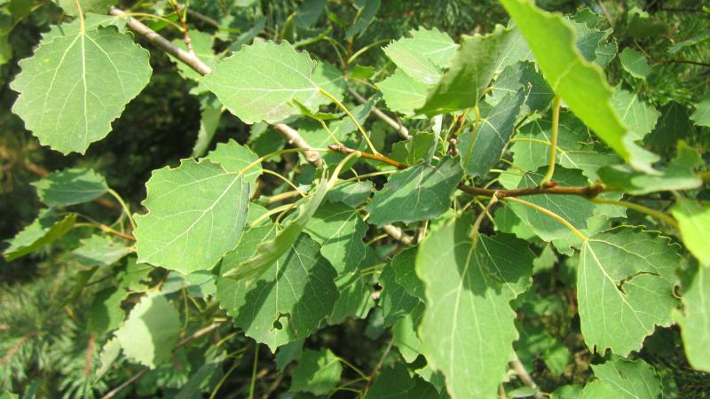 Plante : POTRPF