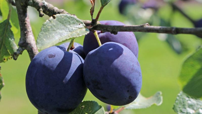 Plante : PRANSP