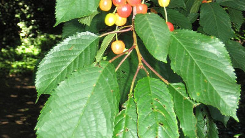 Plante : PRAV