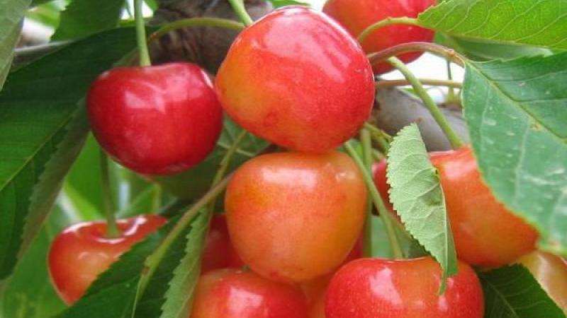 Plante : PRAVBINA