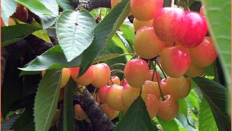 Plante : PRAVCOPI