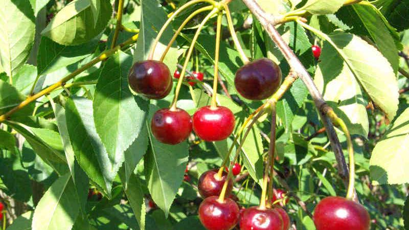 Plante : PRAVGR