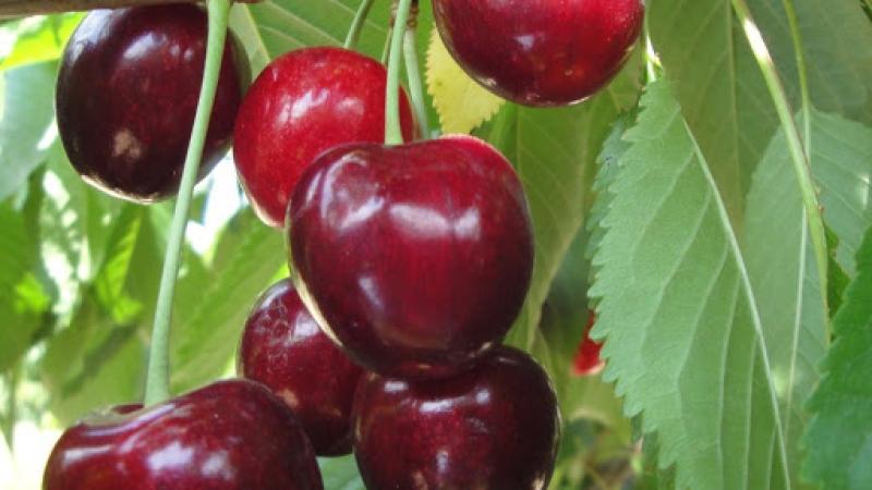 Prunus avium Hedelfinger