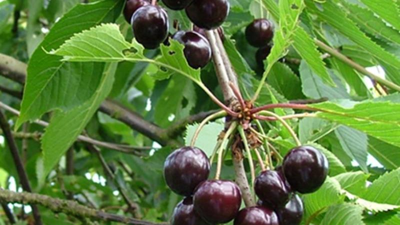 Plante : PRAVHEL