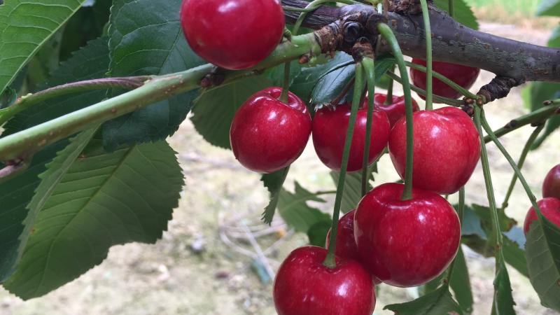 Plante : PRAVST