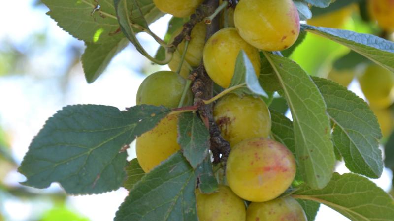 Plante : PRDOMINA