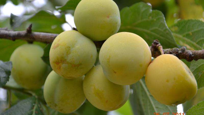 Plante : PRDOREDO
