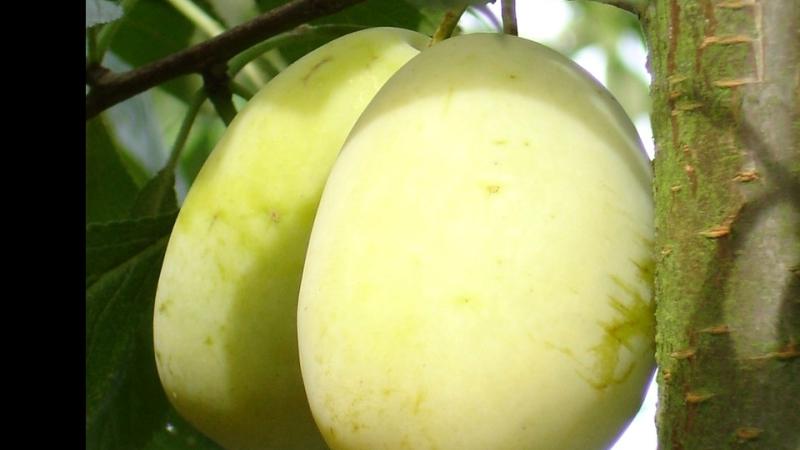 Plante : PRDOSTCA