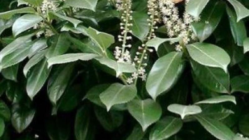Plante : PRLACA