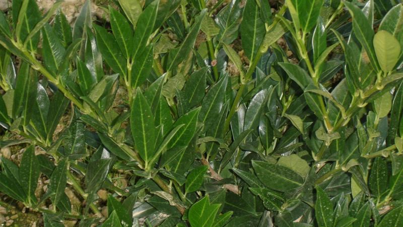Plante : PRLAOT