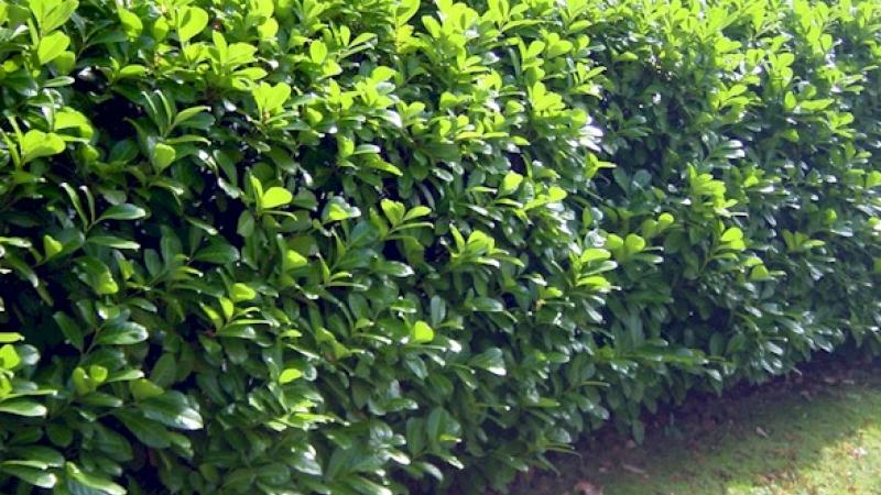 Plante : PRLARO