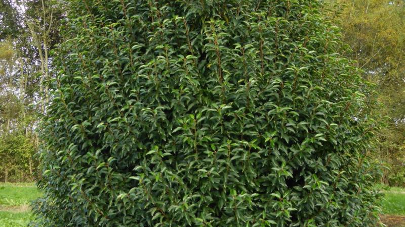 Plante : PRLUAN