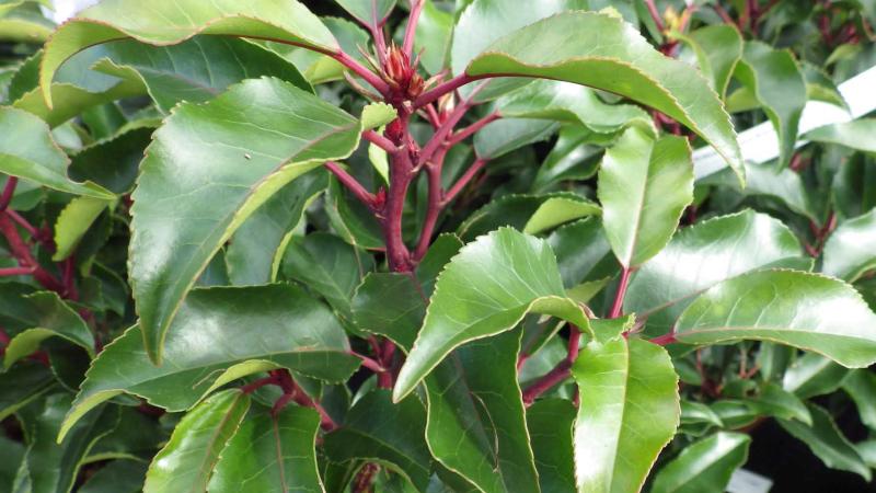 Plante : PRLUBR