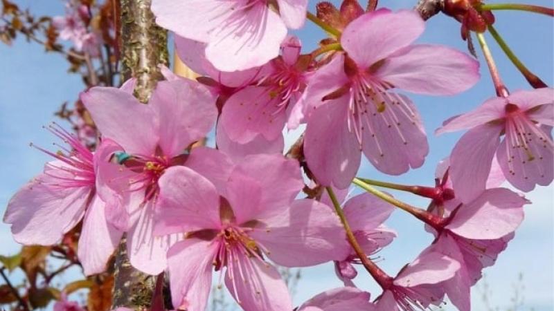 Plante : PRSA