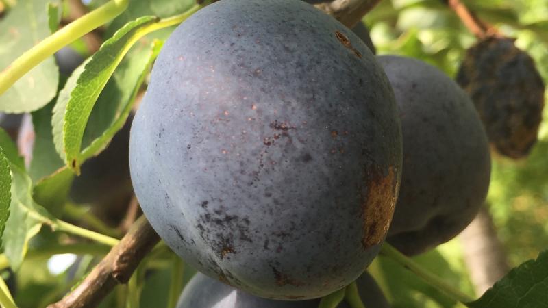 Plante : PRSAHU