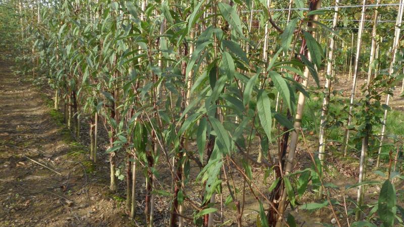 Plante : PRSE