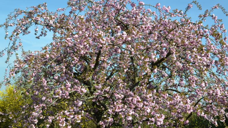 Plante : PRSEKISHZA