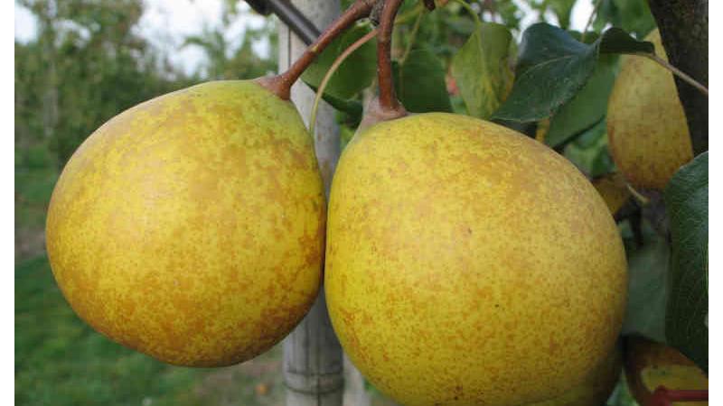 Plante : PYANCO