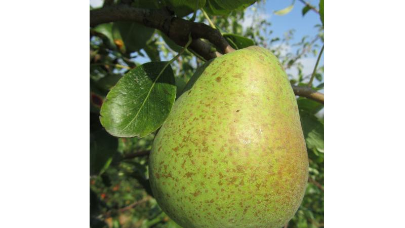 Plante : PYBEAL