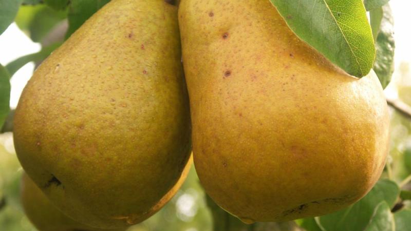 Plante : PYBEHA