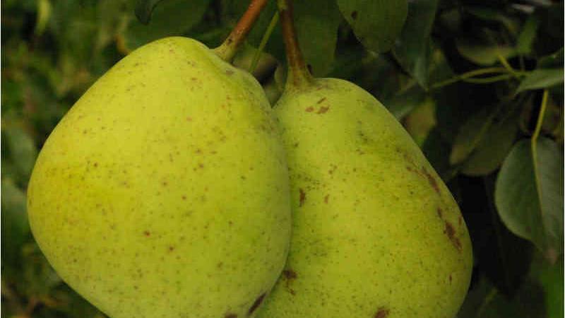 Plante : PYBENA
