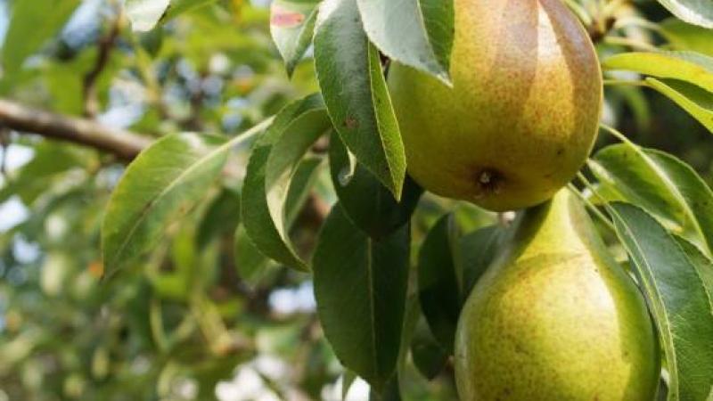Plante : PYBESU