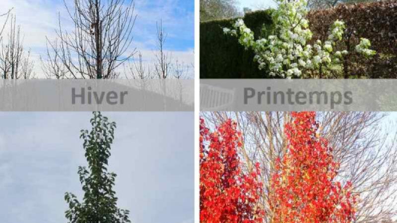 Plante : PYCACH