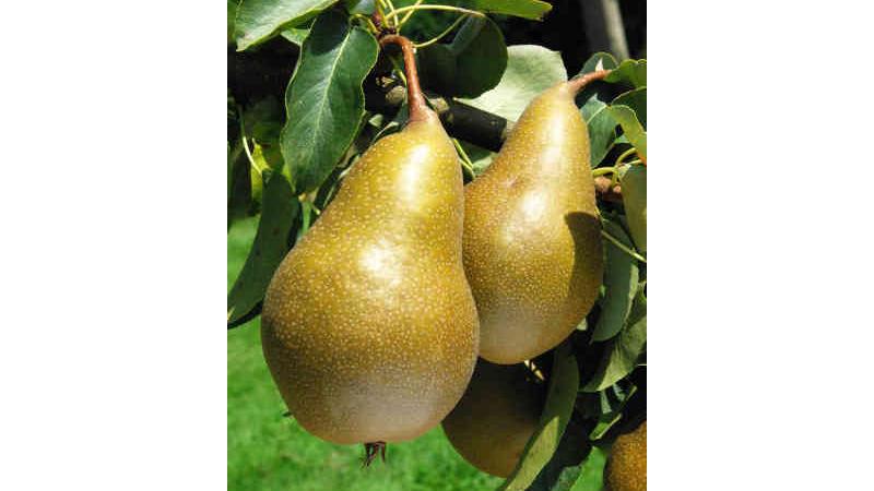 Plante : PYCARE