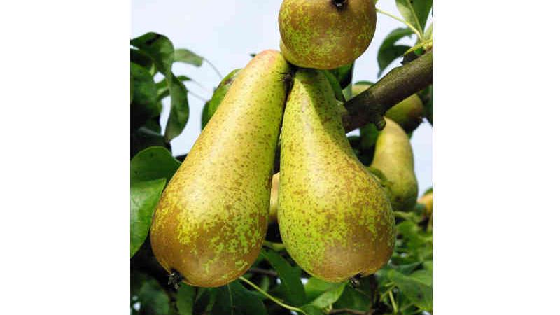 Plante : PYCO