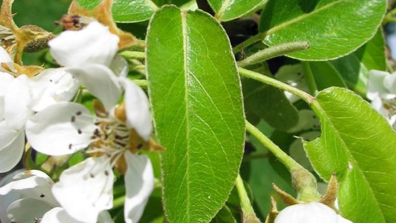 Plante : PYCOPF